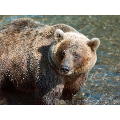 Фото №1 - Author\'s photo "Kamchatka. Bear"(CF000622-pl)